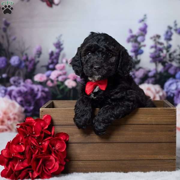 Snickers, Cavapoo Puppy